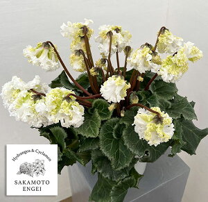 VNFƉ|񎎍슔i25-07j炫tWԌn 5Ayi̔z