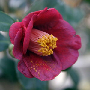 �Ԗ� ��؂̕c/�ցi�c�o�L�j�F���H�i�R���V���E�j 4���|�b�g