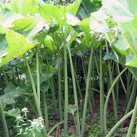 野菜の苗/フキ（蕗）：サホロフキ4-4.5号ポット