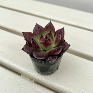 ϗtA/GPxAFANGAX 2|bg