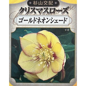 |iRzj̃NX}X[YFVOS[hlIVF[h3|bg