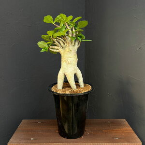 ϗtA/AfjE FXyVZNg 525-03