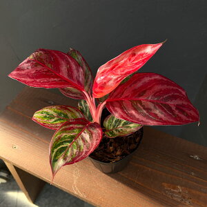 ϗtA/AOIl}FbhGhhS 3.5|bg