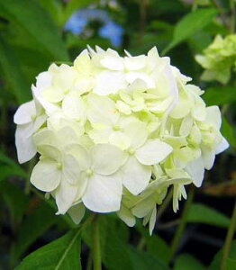 Ԗ ؂̕c/}AWTCFnNZij4|bg