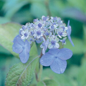 Ԗ ؂̕c/}AWTCFRi~mcLiQ̌j4|bg