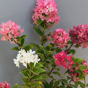 Ԗ ؂̕c/mEcMinChWA pjL[^jFv`X^[6|bg