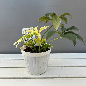 i[Z[̃NX}X[YF25-01iςj3N[ 5|bg