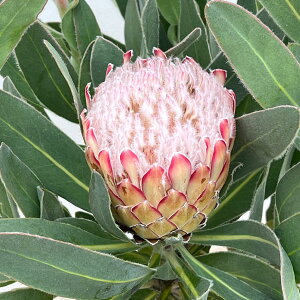 Ԗ ؂̕c/veAFXU[ij 5A