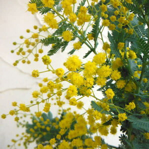 Ԗ ؂̕c/AJVAFV_ ~U4A