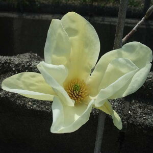 Ԗ ؂̕c/Ni}OmAjFGUxX4.5|bg