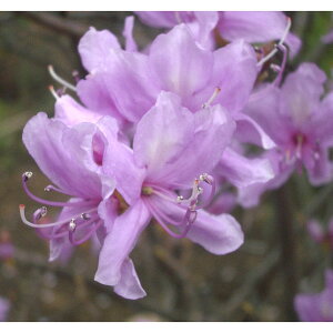 Ԗ ؂̕c/ccWFRom~coccW3|bg