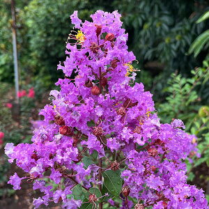 Ԗ ؂̕c/TXxFfBAp[v3.5|bg