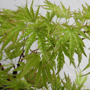 Ԗ ؂̕c/~WiJGfjF}RiqJT}j3.5|bg