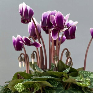 Ԃ̕c/VNFSAMURAIiTCj p[voCJ[3|bgikCY[j