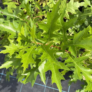 Ԗ ؂̕c/m[UsI[N6|bg