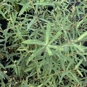 �Ԗ� ��؂̕c/�Z�C���E�R�����i�M�i�T���b�N�X�E�i�i�j3.5���|�b�g