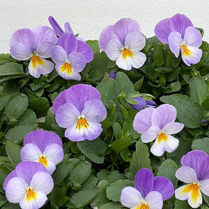 Ԃ̕c/rIF ӂ̂3-3.5|bg 12Zbg