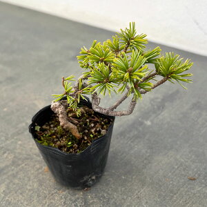 �R�쑐�̕c/�S���E�}�c�i�ܗt���j�F�����c2���|�b�g 25-03