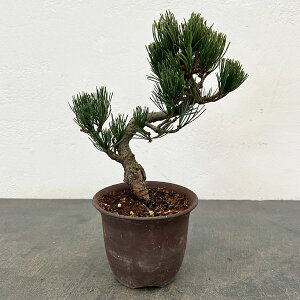 �S���E�}�c�i�ܗt���j�F���i�~�� 25-07