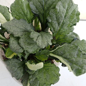 []AWKFVo[VtH3|bg 12Zbg