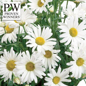 Ԃ̕c/[]EJZ}F~L[EFCEfCW[C11cm|bg 6Zbg