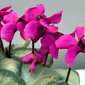 ���Ԃ̕c/�V�N�������i����n�j�F�R�E�� �N�[�~�[ �V���o�[���[�t �s���N�n3���|�b�g