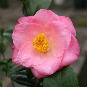 Ԗ ؂̕c/ցicoLjFk`IYJ[Z 4|bg