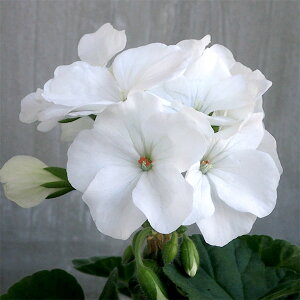 Ԃ̕c/[jEFsgv~A zCg5A