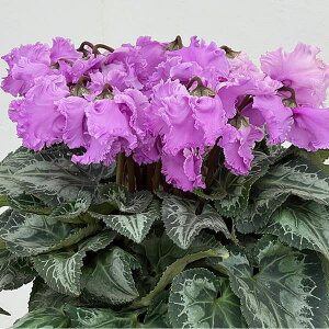 VNFƉ|񎎍슔i25-01j5A