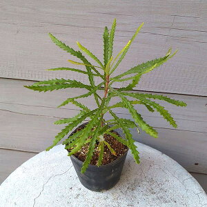 Ԗ ؂̕c/oNVAFXsk[T4|bg