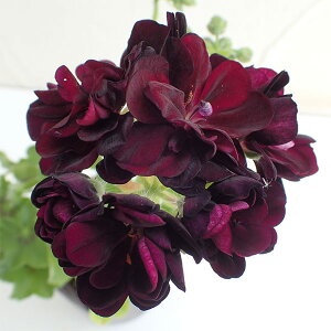 ���Ԃ̕c/�A�C�r�[�[���j�E���F�V�r���g�~�[4���|�b�g*