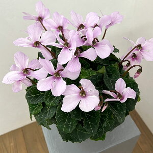 VNFI[gWCi25-06j5Ayi̔z