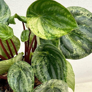 �ϗt�A��/�؂؃��~�A�F��e�i�T���f���V�[������j3.5�����A��