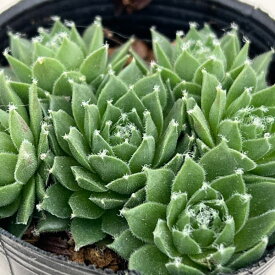 観葉植物/センペルビウム：シルバーカーネオル 2号ポット