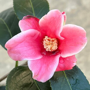 �Ԗ� ��؂̕c/�ցi�c�o�L�j�F����̏��i�\�E�V�����r�X�P�j4���|�b�g