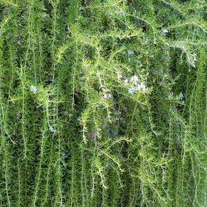 n[u̕c/[Y}[ijFvXg[^X3|bg