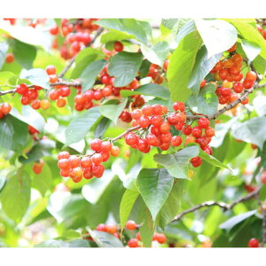 ʎ̕c/TN{F񂿂Ƃignj4`5|bgږؕc