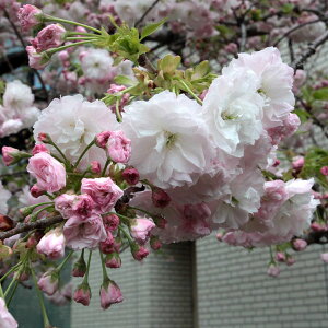 Ԗ ؂̕c/FiVEQcjږؕc4`5|bg