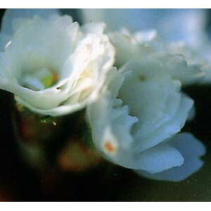 �Ԗ� ��؂̕c/���F���~��(�I�I�T�J�t���U�N��)�ږؕc4���|�b�g