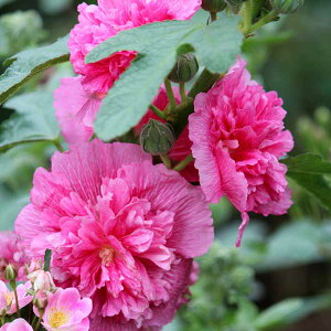 Ԃ̕c/AZAi^`AICjF_usN3.5|bg