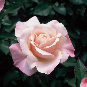 o̕c/nCubheB[FI[h[wbvo[c