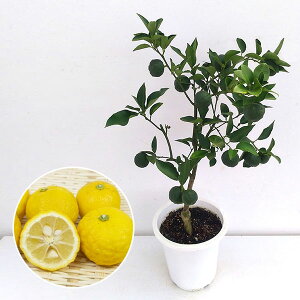 ʎ̕c/YiMqjFԗMinij6A[t\芔]