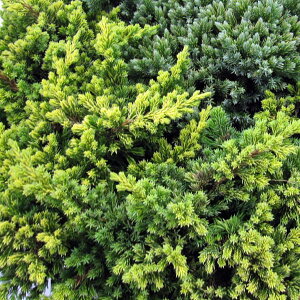 Ԗ ؂̕c/Rjt@[ijFvNxX I[A5|bg