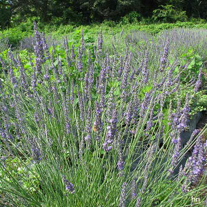 n[u̕c/x_[FoW fB[fB[3|bg