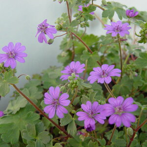 Ԃ̕c/QjEFV[eBOu[3.5|bg