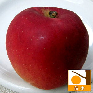 ʎ̕c/SFREMNigʁj4`5|bg