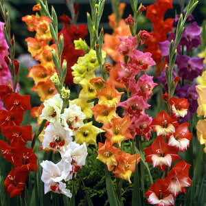 夏 ガーデニング 花壇 球根の人気商品 通販 価格比較 価格 Com