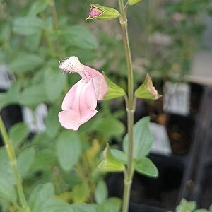 n[u̕c/`F[Z[WFCgT[sN3|bg