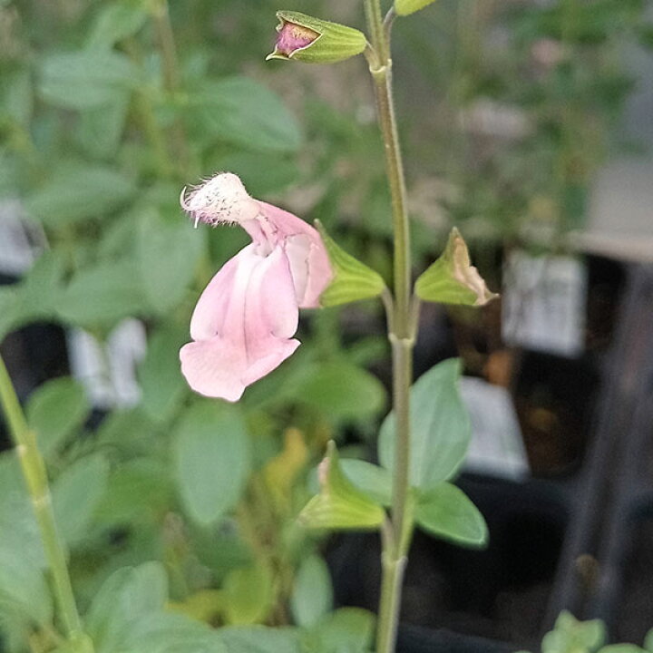 楽天市場】ハーブの苗/チェリーセージ：ライトサーモンピンク3号ポット  