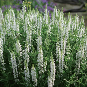 Ԃ̕c/TrAFl[TXm[q3.5|bg*